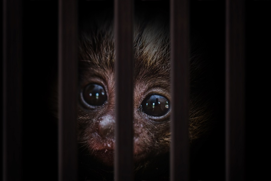Las nuevas directrices del WTTC se realizaron con el apoyo de Animondial. (Shutterstock)
