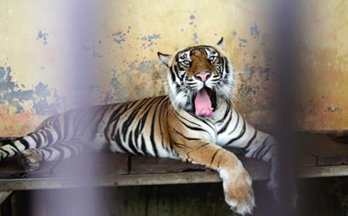 Indonesia investiga cómo pudieron contagiarse de covid dos tigres de Sumatra. (EFE)