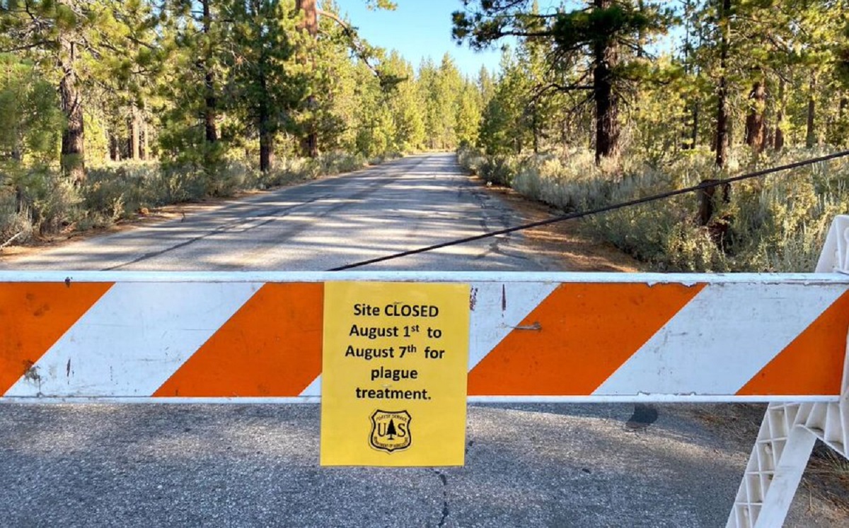 La peste tiende a transmitirse a ardillas y otros roedores salvajes por medio de las pulgas. (Foto publicada por el Tahoe Daily Tribune)
