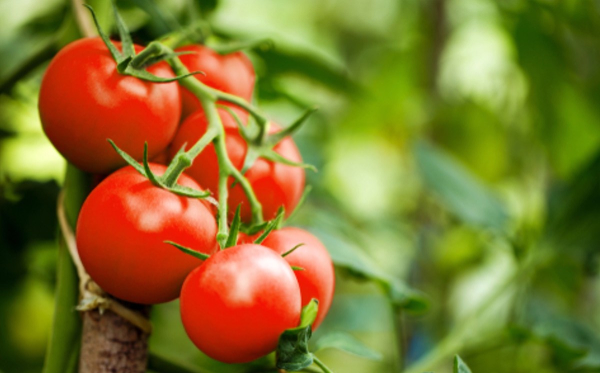 Frutas de tomate alertan al resto de la planta del ataque de insectos. (Especial)