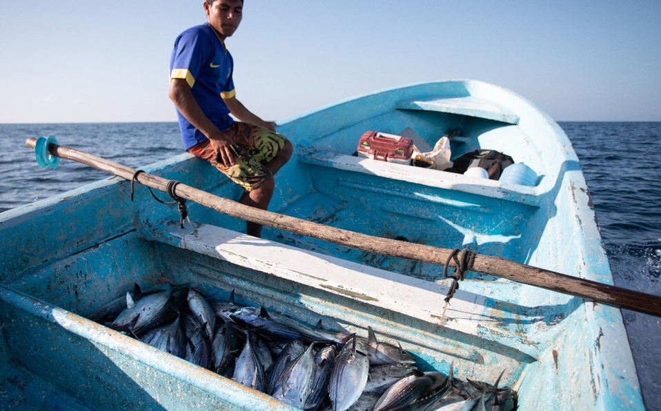 El impacto económico y social que representa la captura de camarón ribereño para el bienestar de más de 63 mil pescadores mexicanos. (Karla Guerrero)