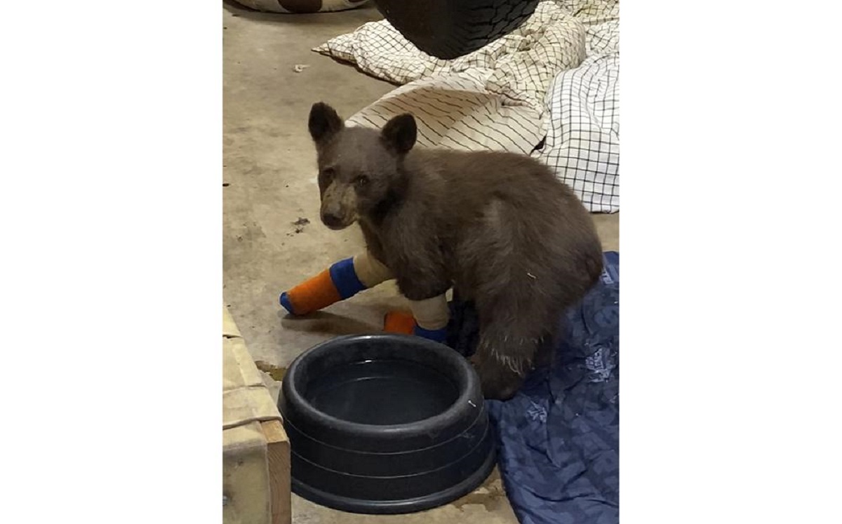 El oso 'Tamarack' sufrió quemaduras en sus patas. (Lake Tahoe Wildlife Care vía AP)