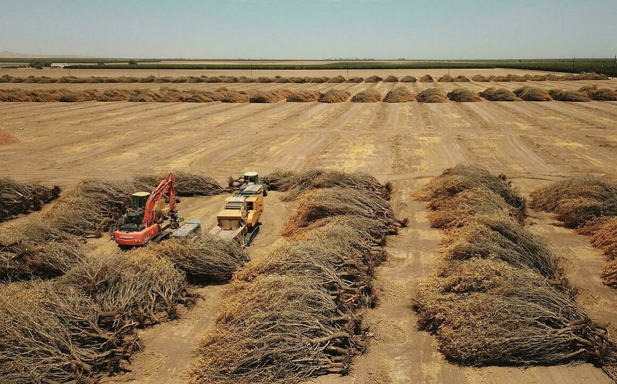 Almendros arrancados de raíz, destruidos por falta de agua, en julio de 2021. (AFP)