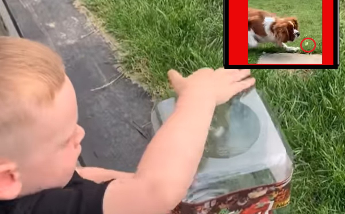 Niño libera una mariposa; se lleva tremenda decepción por culpa de su perro. (Especial)
