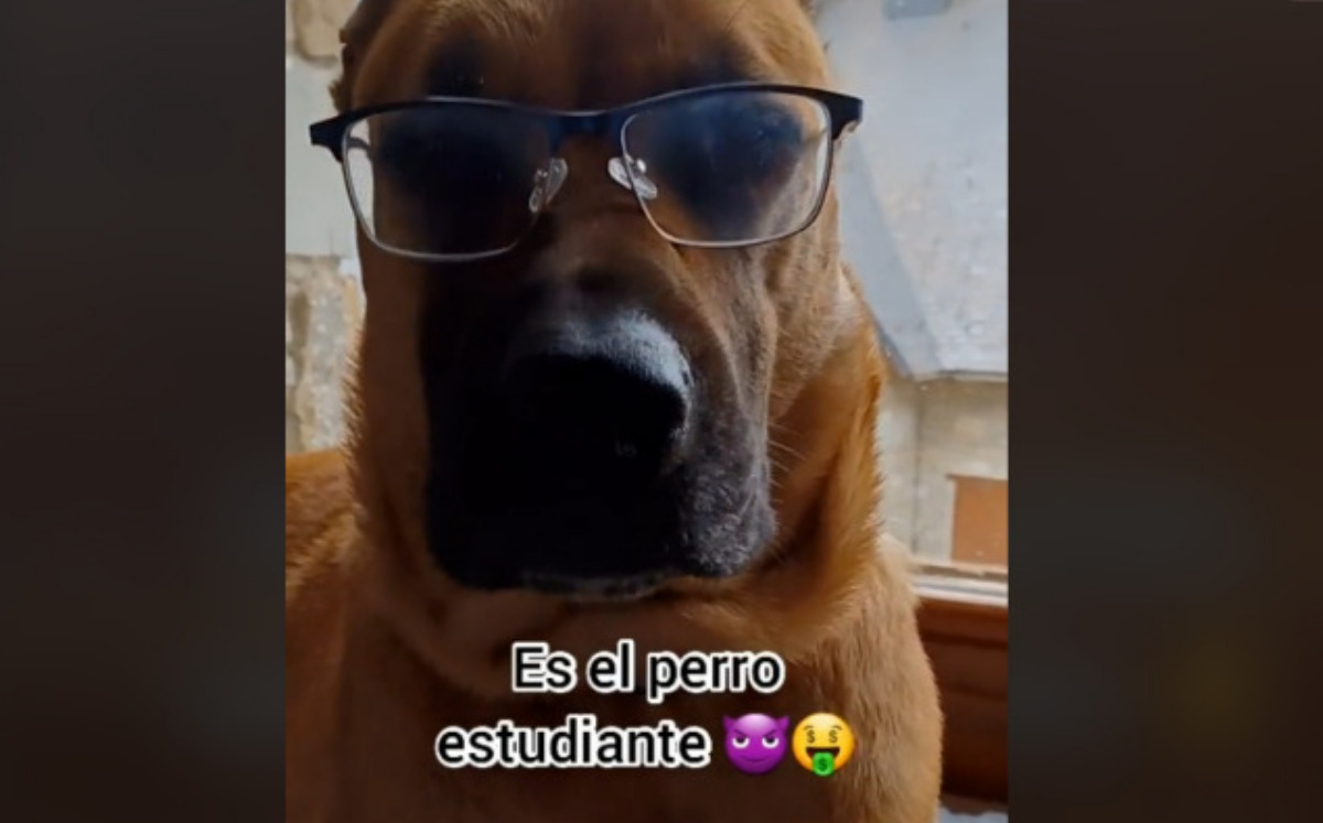 Perro estudiante conquista TikTok (Especial).