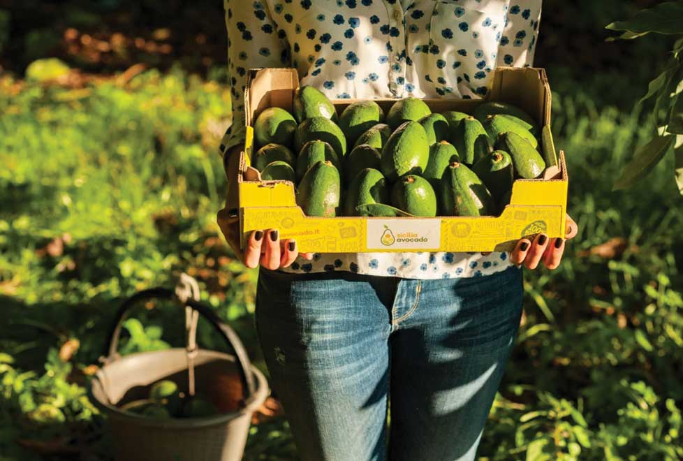 La empresa Sicilia Avocado cosecha alrededor de 1,400 toneladas de aguacate al año en Italia.