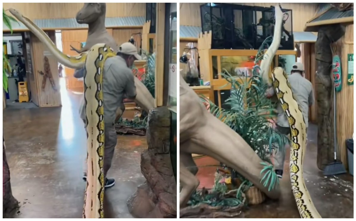 Hombre pasea anaconda en su espalda (Captura)