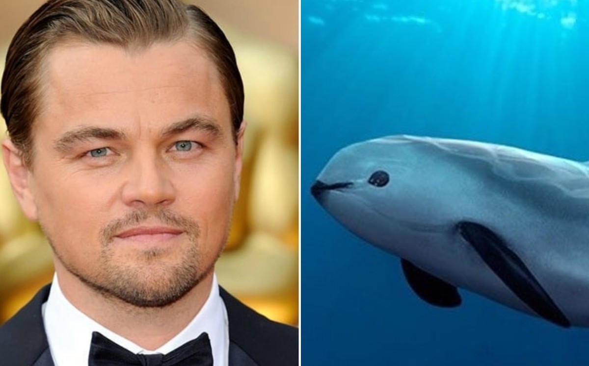 Leonardo DiCaprio contra el gobierno de México por desproteger a la vaquita marina. (Especial)