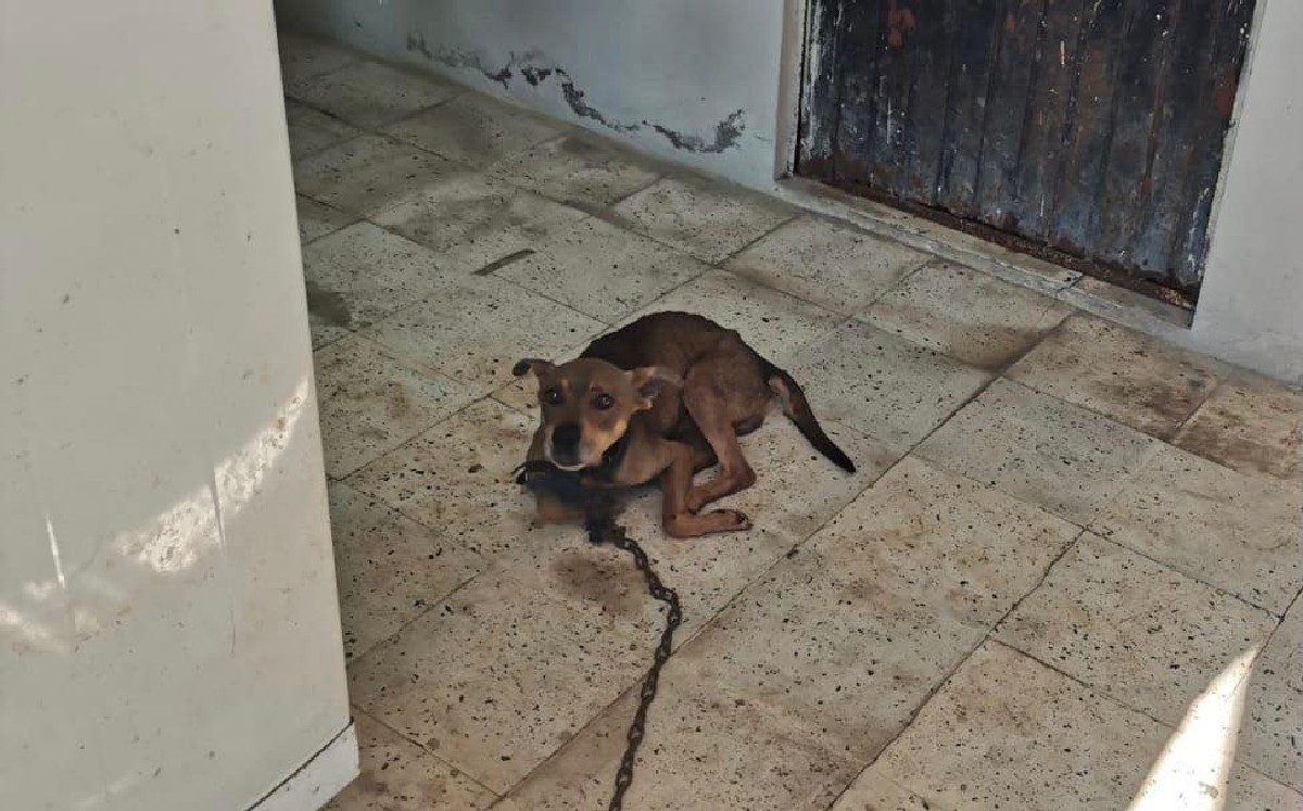 Maltrato animal en Tampico. (Dirección de Protección Animal Tampico)