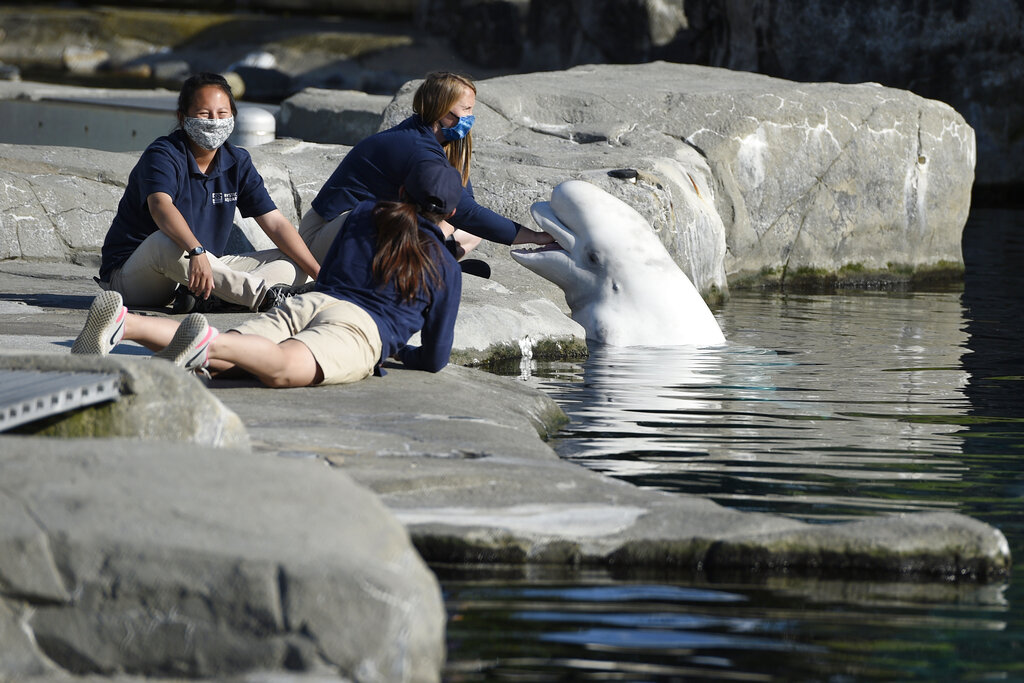 La ballena llegó a EU a pesar de un problema jurídico con activistas animales. (AP)