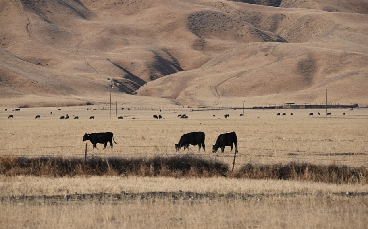 La sequía en California, un estado altamente agrícola, podría amenazar la alimentación de todo EU. (AFP)