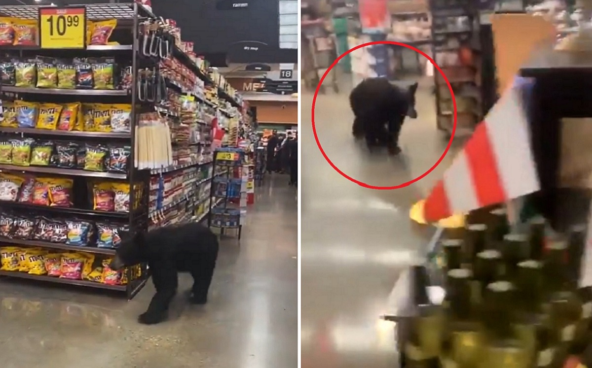 El cachorro de oso fue captado mientras deambulaba por los pasillos de un supermercado de Los Ángeles. (Captura de video)