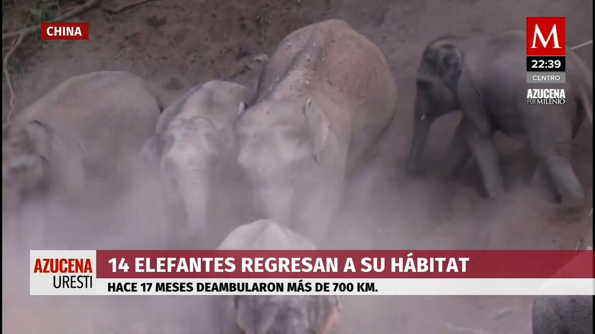 Manada de elefantes en China avanza hacia el sudeste