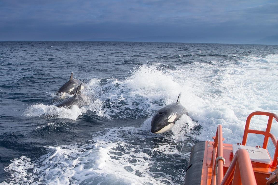 La medida por la acción de las orcas se volvió a aplicar en España. | Foto publicada por @mitmagob