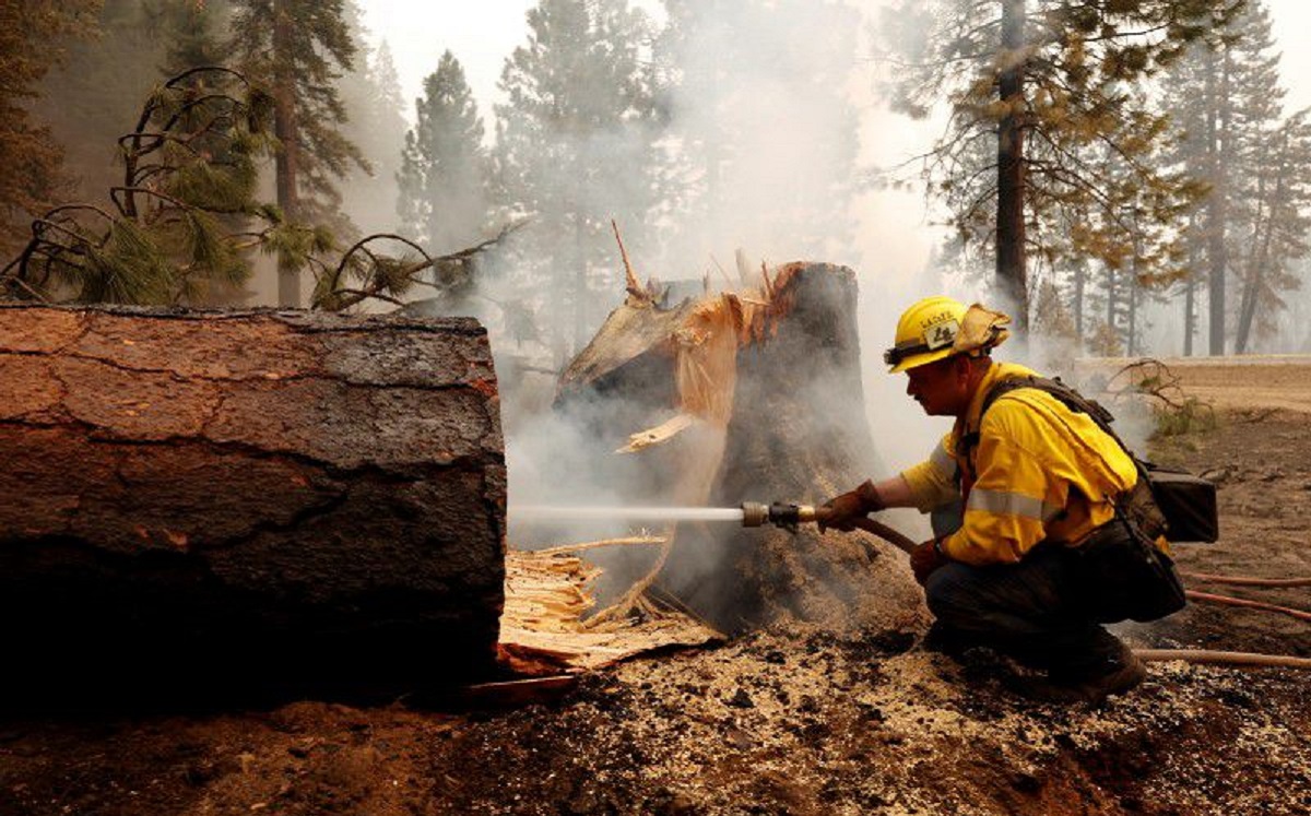 Un bombero extingue el fuego de la base de un árbol en el incendio 'Dixie' el 7 de agosto de 2021. (Reuters/Fred Greaves)