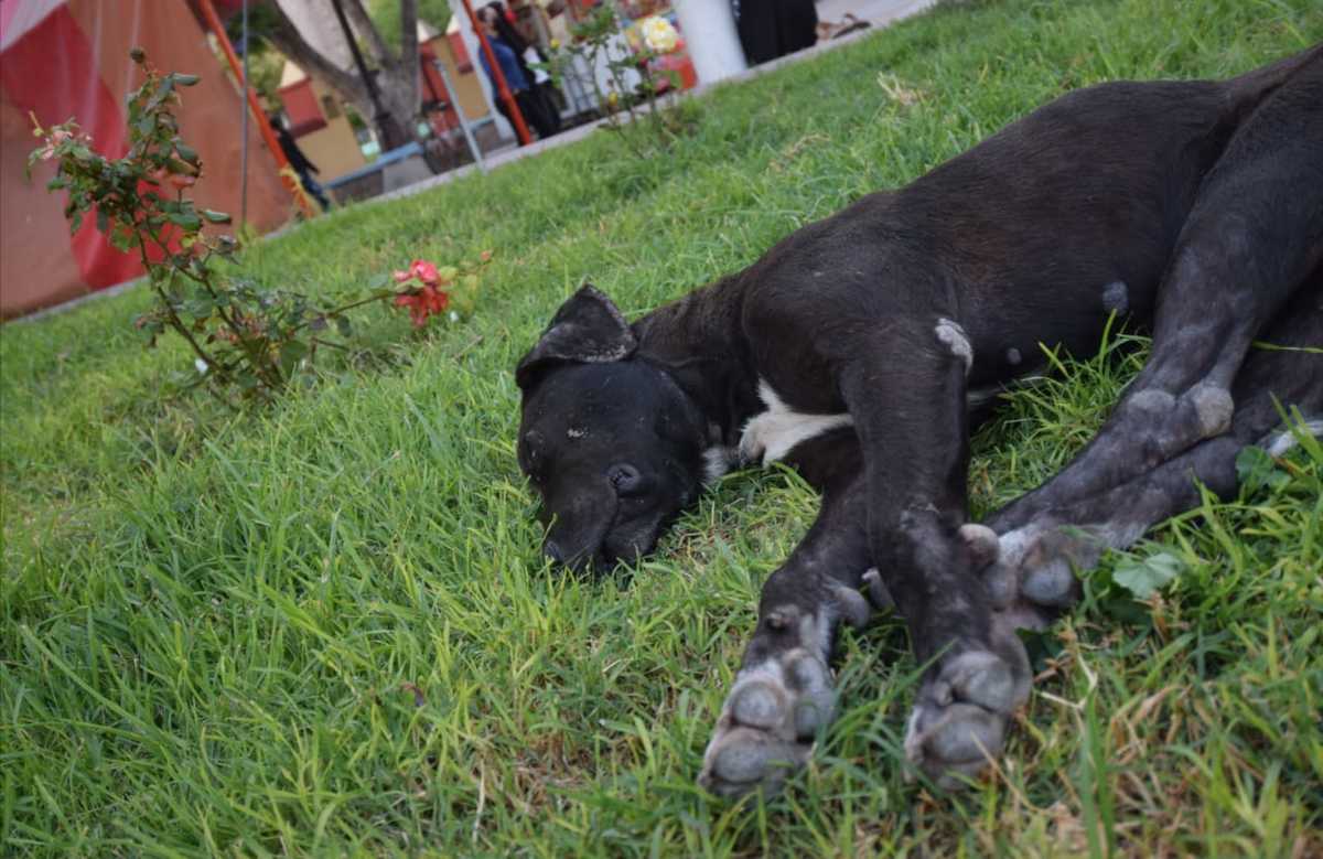 El abandono animal creció durante la pandemia. (Francisco Villeda)
