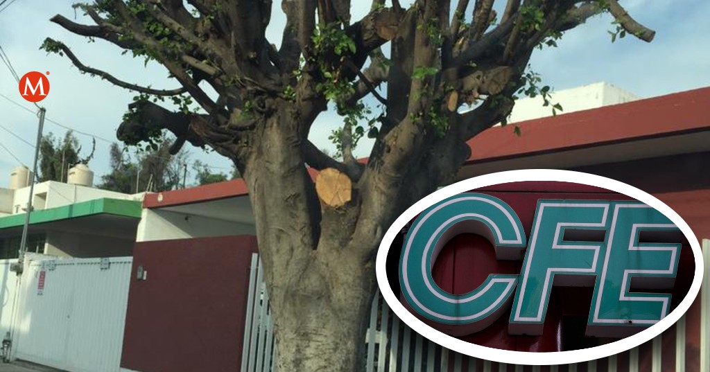 CFE causante de la tala inmoderada de árboles en Tamaulipas. (Especial)