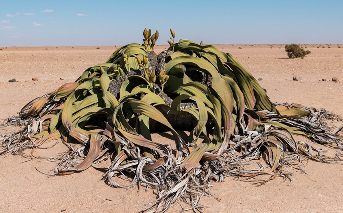 La planta puede tener sólo dos hojas (Twitter: WWF Deutschland).