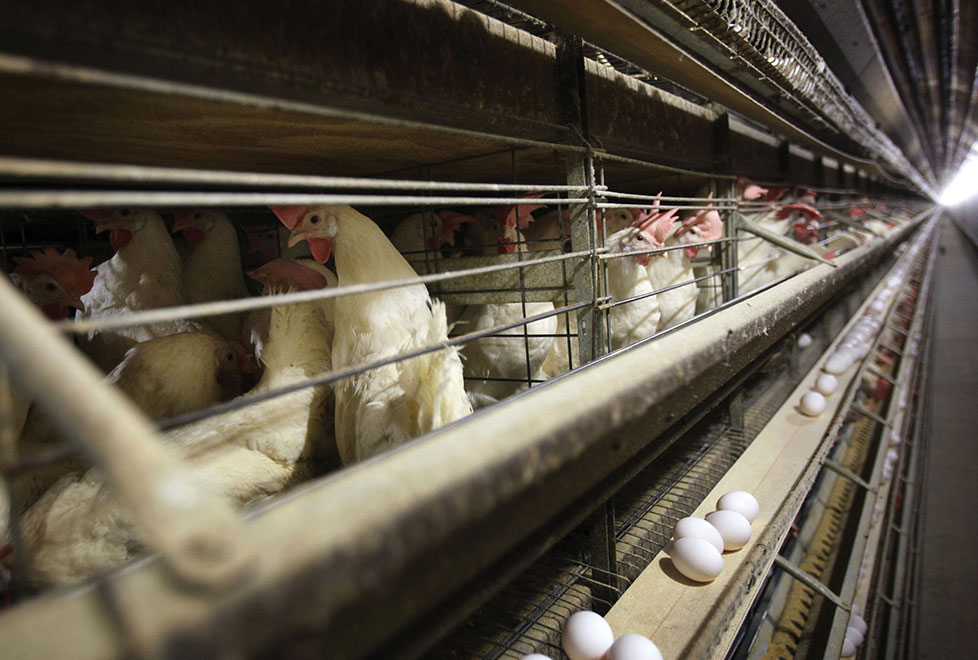 El acuerdo se produce cuando los estadunidenses están consumiendo pollo a niveles récord.