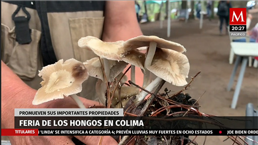 Feria del hongo en Colima
