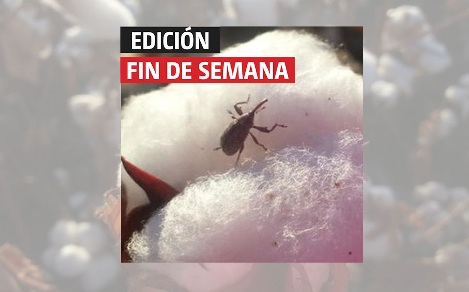 Picudo algodonero, plaga que afecta cultivos. | Archivo