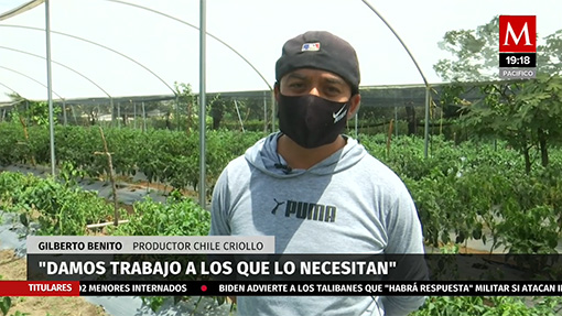 Producción de Chile criollo golpeada por la pandemia