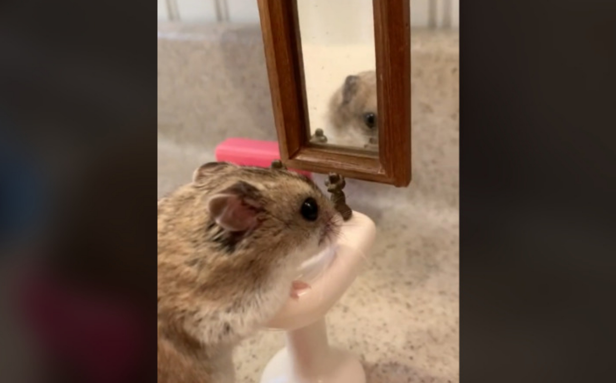 Hámster presume su pequeño baño a escala (TikTok).