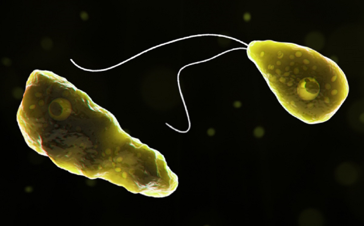 La Naegleria fowleri, conocida como "ameba devoradora de cerebros", ingresa a través de la nariz. (Imagen: CDC)