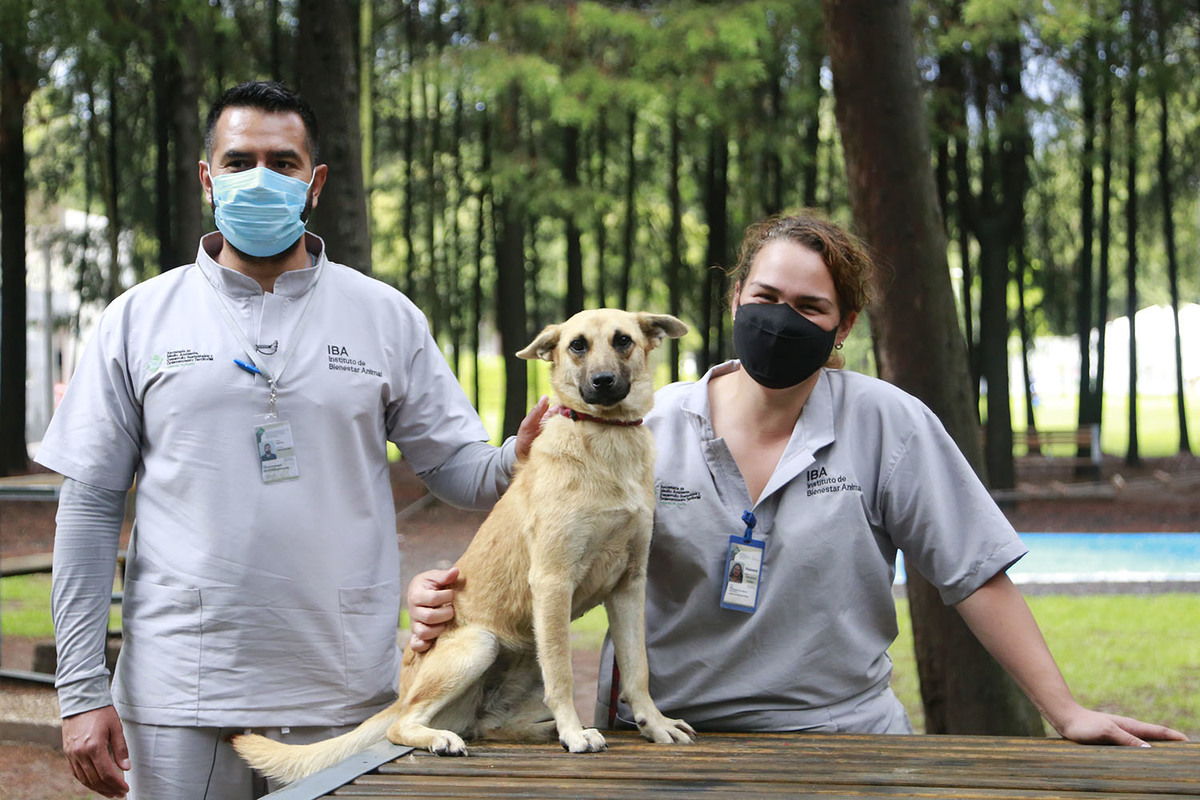 Spike, perrita que cayó al socavón en Puebla | Andrés Lobato