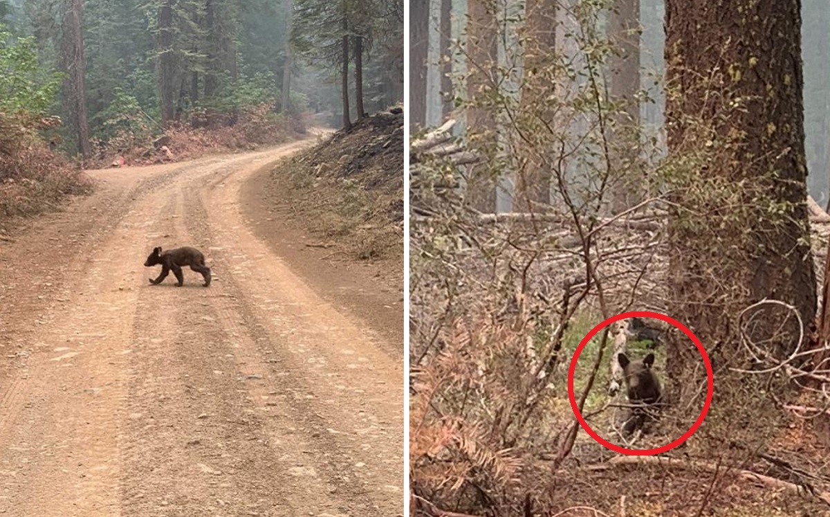 El cachorro de oso lucha por sobrevivir mientras camina solo en una zona afectada por el incendio 'Dixie', en California. (AP)