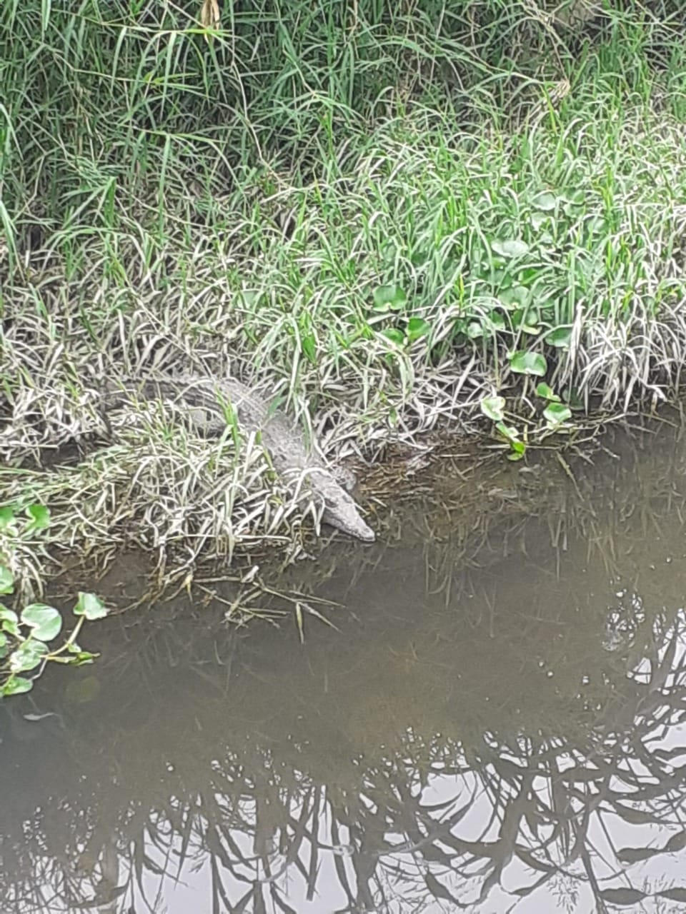 Capturan un cocodrilo de un canal pluvial en Tlajomulco (Especial)