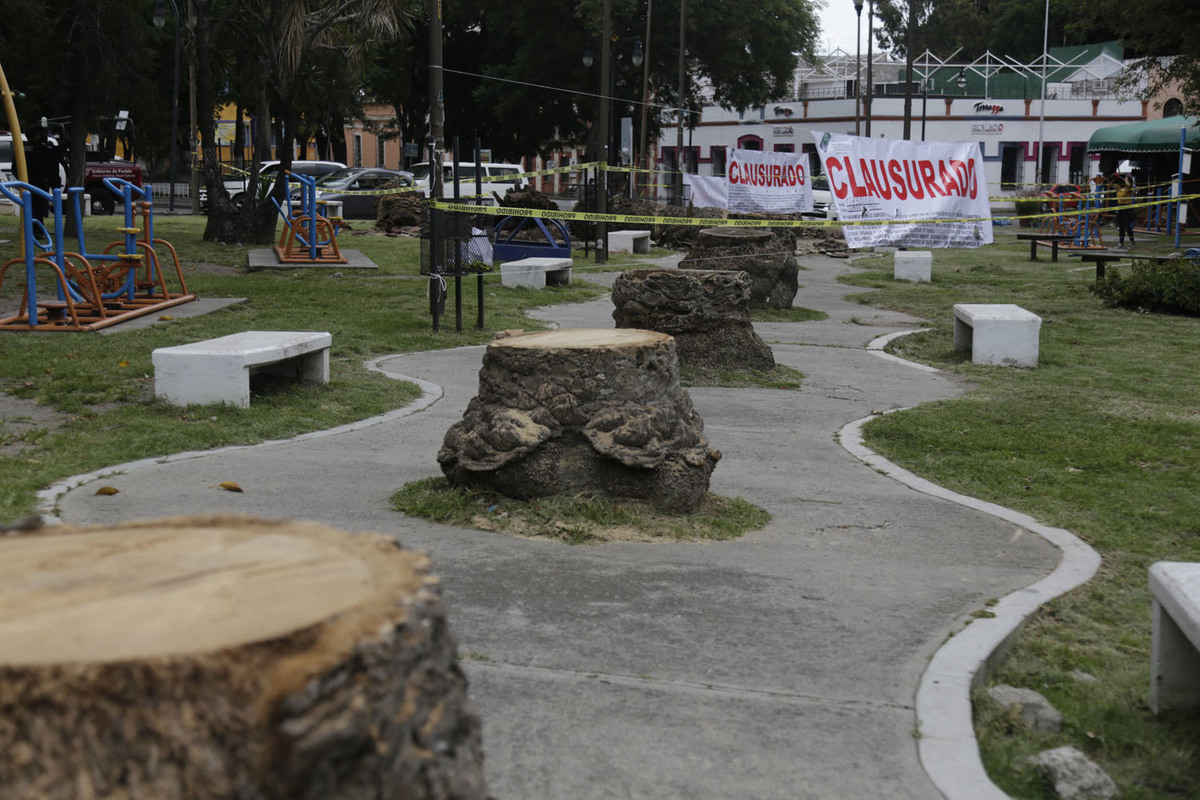 Clausuran tala de palmeras en Av. Juárez y Analco | Andrés Lobato