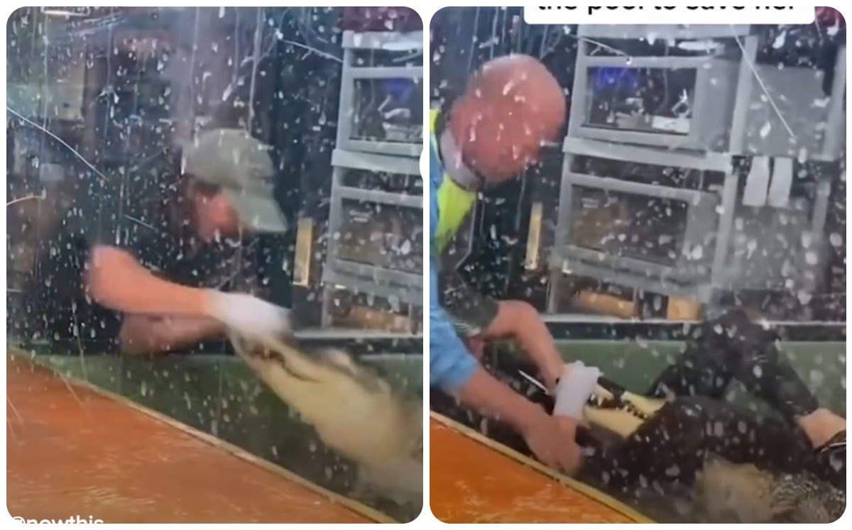 Cocodrilo destroza mano a joven cuidadora (Captura)