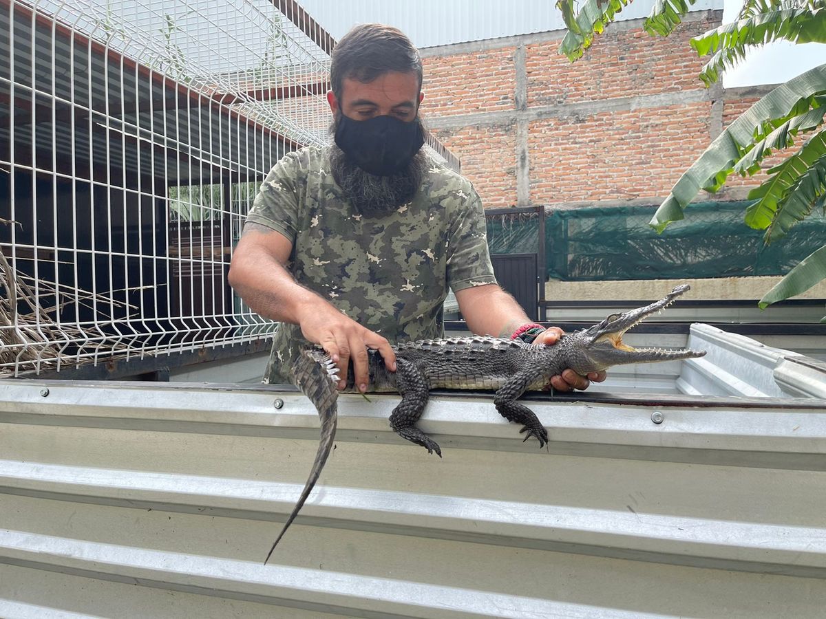 Cocodrilo hallado en canal de Tlajomulco (Karla Victoria Rodriguez)