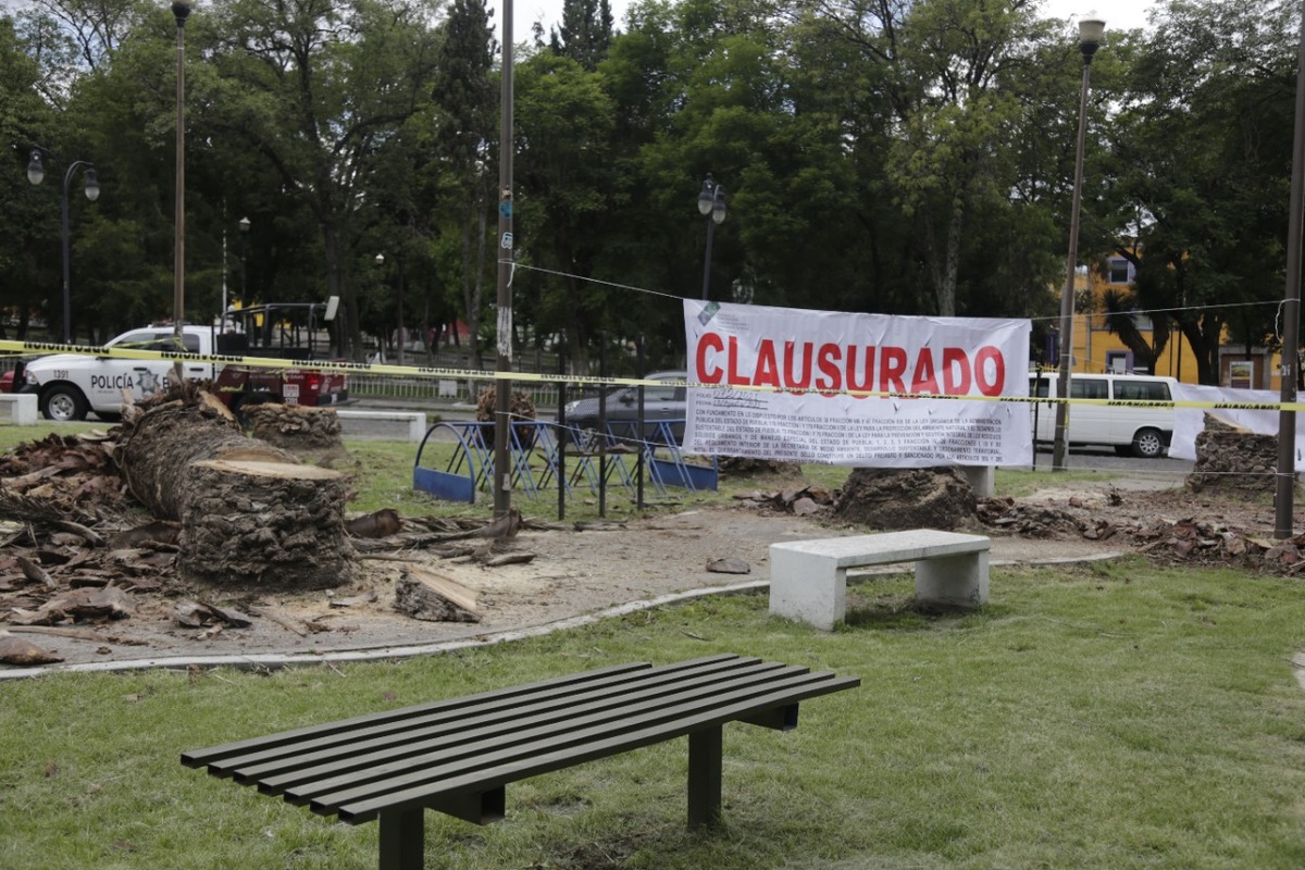 Palmeras de Analco. (Andrés Lobato)