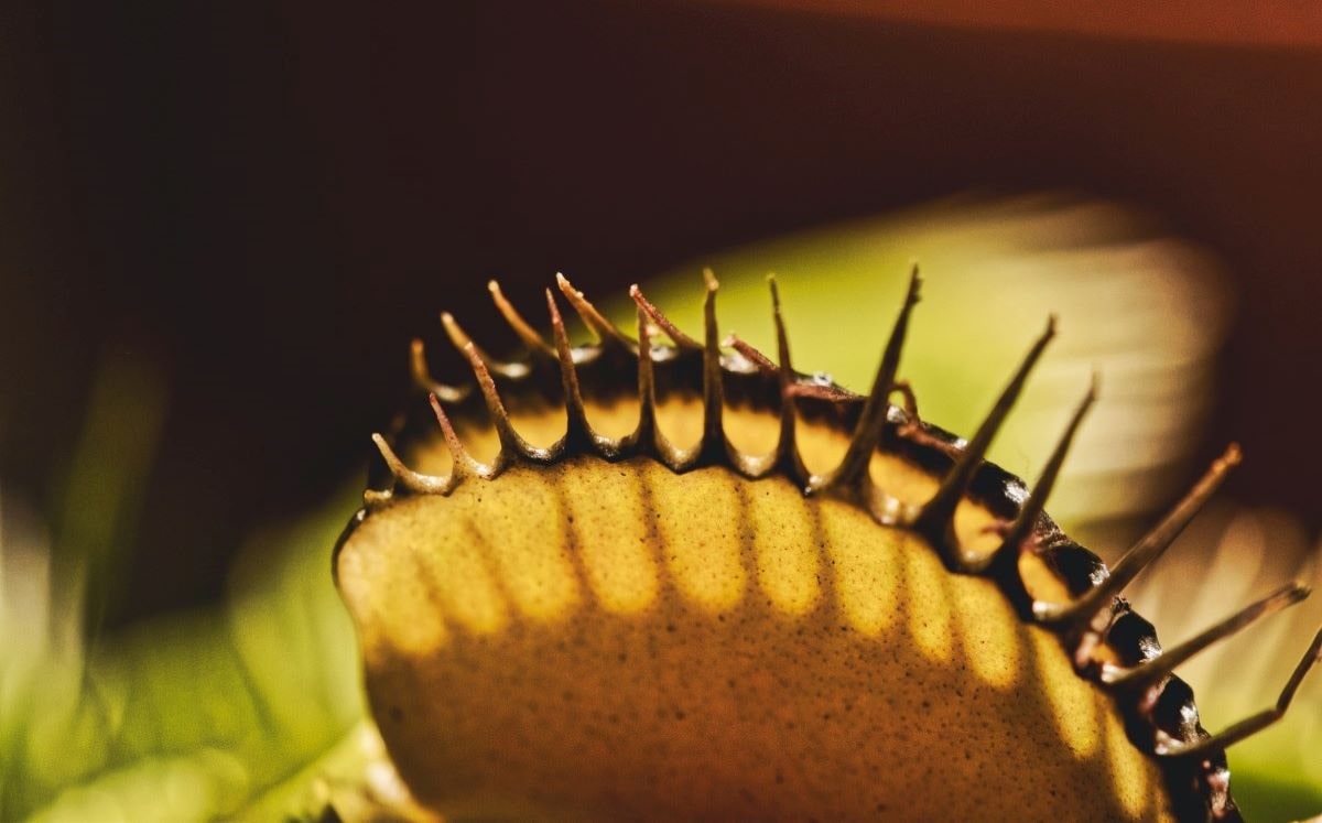 Triantha occidentalis es la nueva especie carnívora que se encuentra en los pantanos de California. (Unsplash)