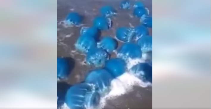 Usuarios de redes sociales compartieron el video donde se aprecia el varamiento de la medusa azul en las costas de La Paz, BCS.