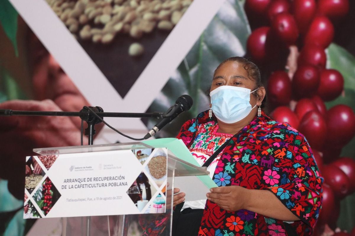 Arranque de Recuperación de la Cafeticultura Poblana realizado en el municipio de Tlatlauquitepec. (Especial)