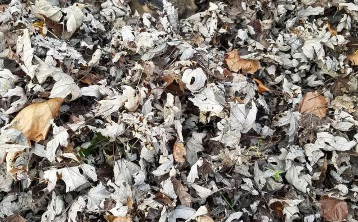 Encuentra a la gatita escondida (Twitter).