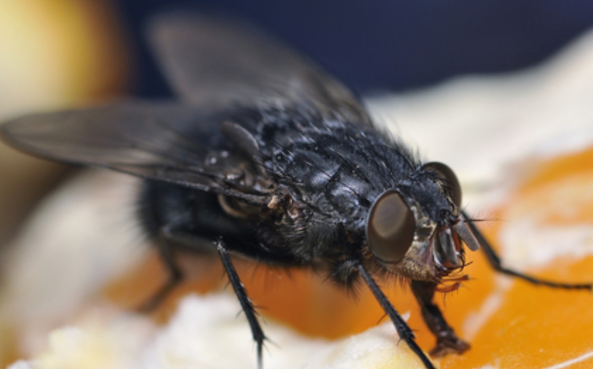 España prevé incremento de la mosca negra a causa de la ola de calor. (Especial)