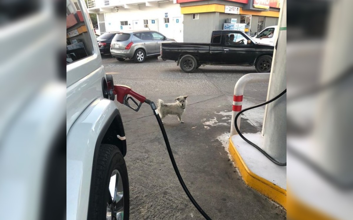 Ahora los que llegan a cargar gasolina también llevan comida para la mascota