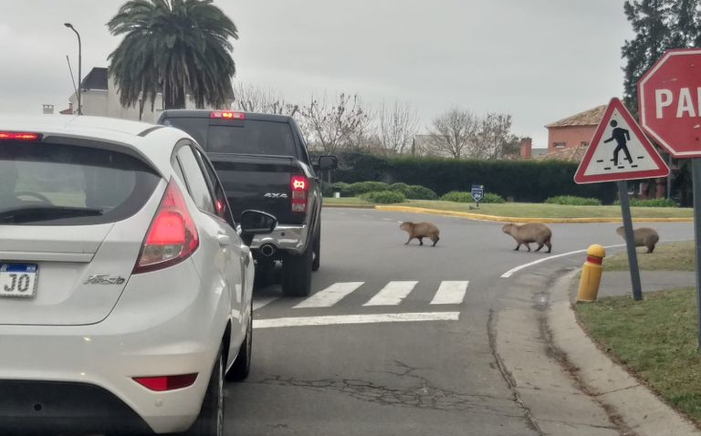 Capibaras 'invaden' exclusivo barrio de Buenos Aires, Argentina- Grupo ...