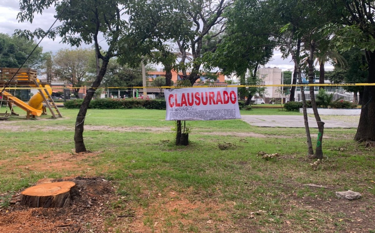 Clausuran tala de palmeras aledañas al CENHCH de Puebla | Especial