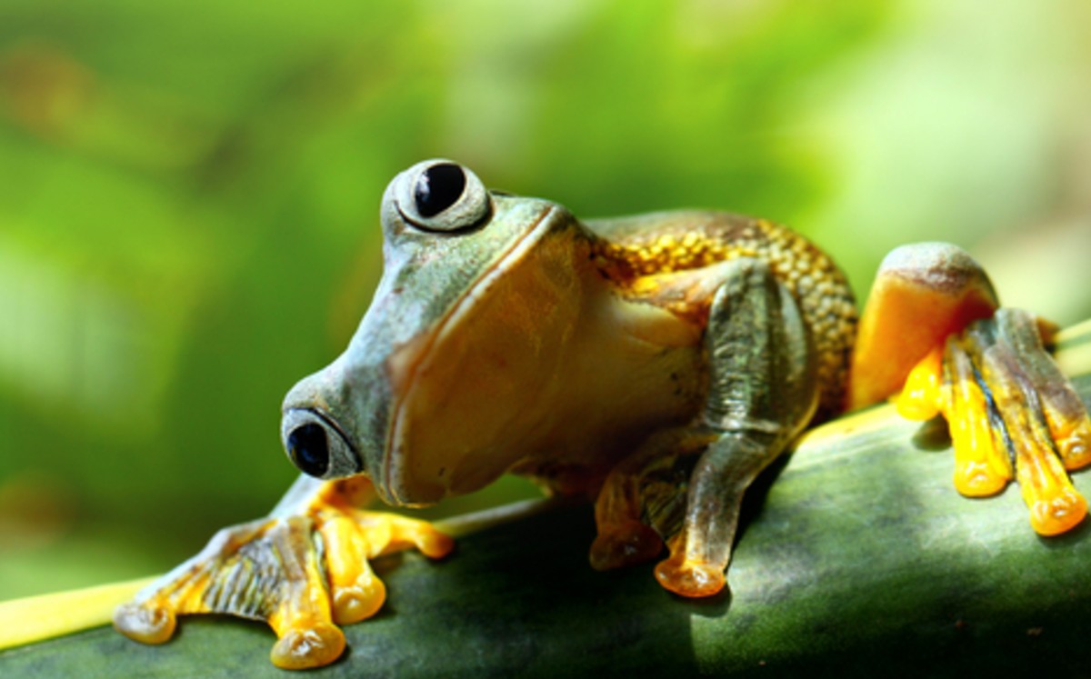 Unas 26 especies de ranas corren un gran riesgo de desaparecer antes del 2040. (Especial)