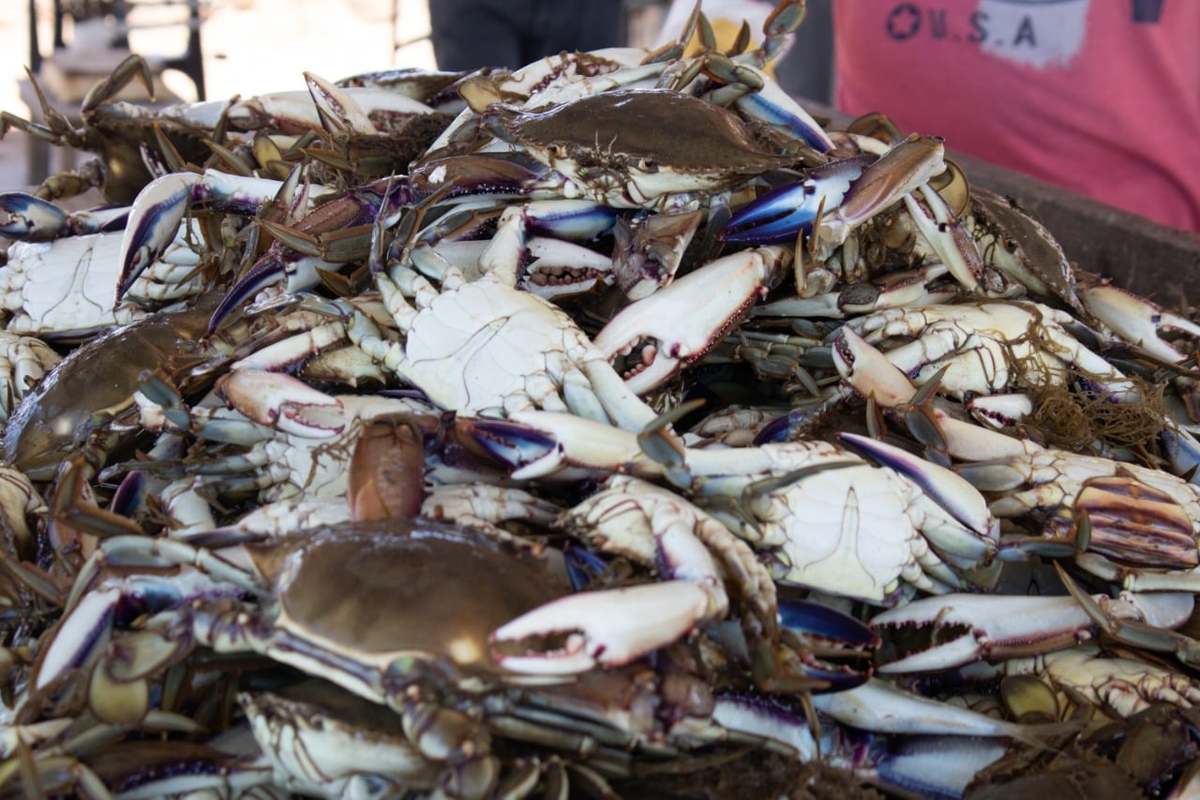 Tamaulipas es el tercer estado productor de jaiba en México.