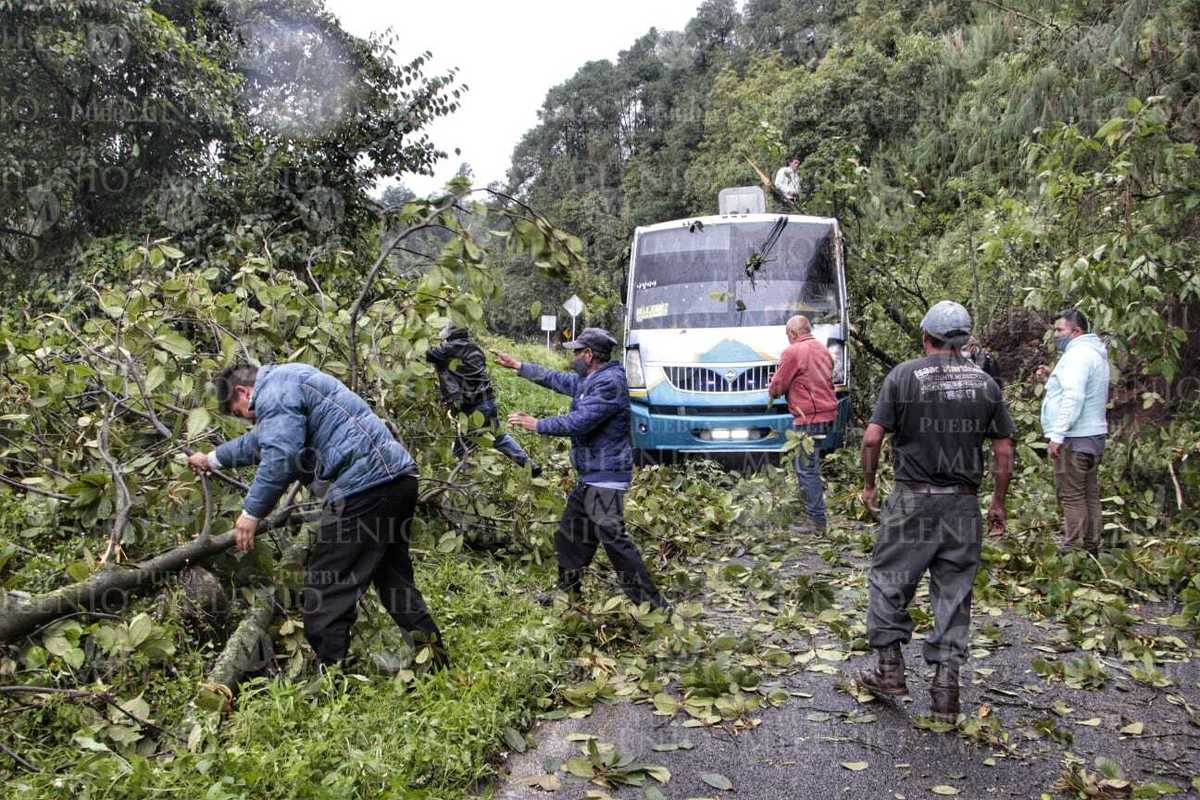Autobús de transporte público quedó atrapado ante la caída de un árbol en la carretera hacia Huauchinango. (Melanie Torres)