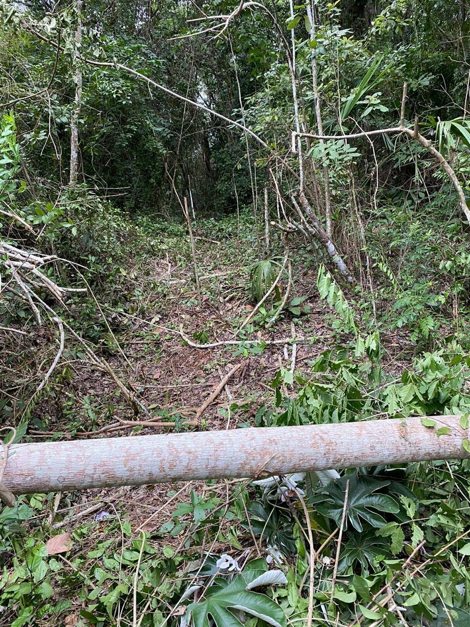 La destrucción en la zona ha provocado la queja de los vecinos. (Especial)