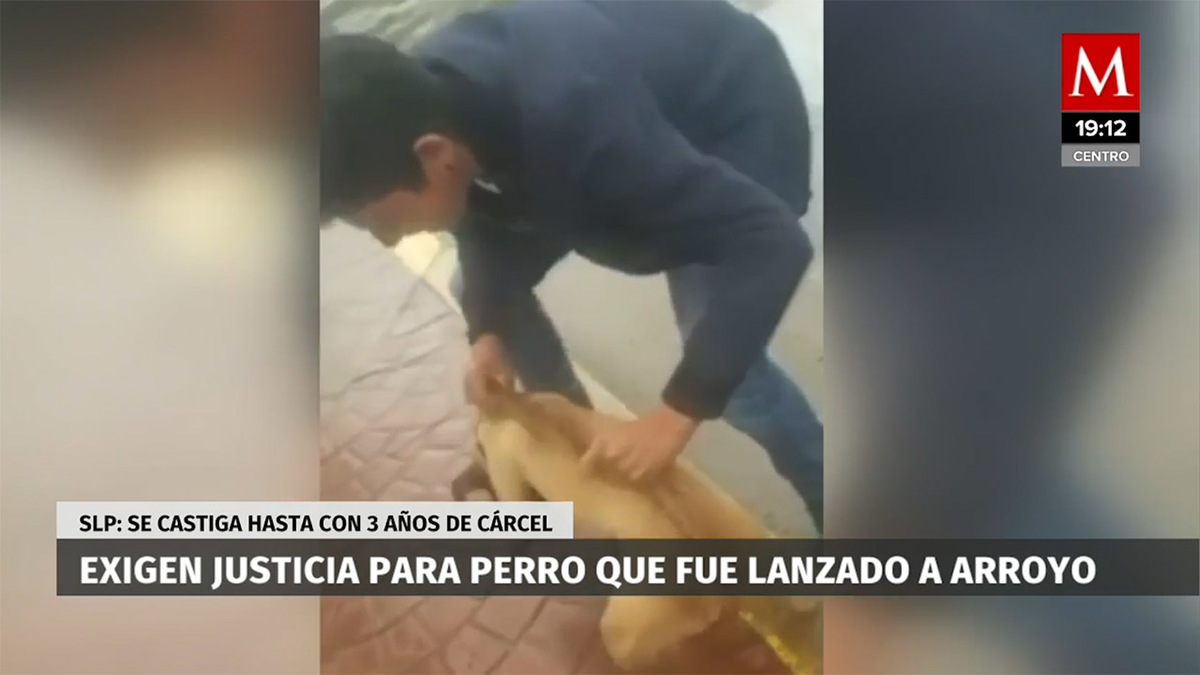 Exigen justicia por perro lanzado a arroyo en San Luis Potosí