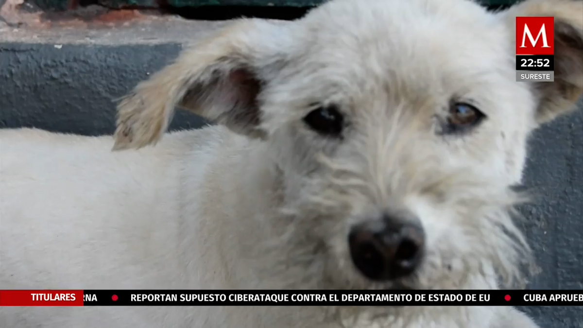 Gasolin, el famoso perro y empleado de gasolineria en Baja California