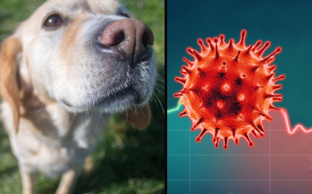 Estudio alemán: perros detectan coronavirus en orina, saliva y sudor. (Especial)